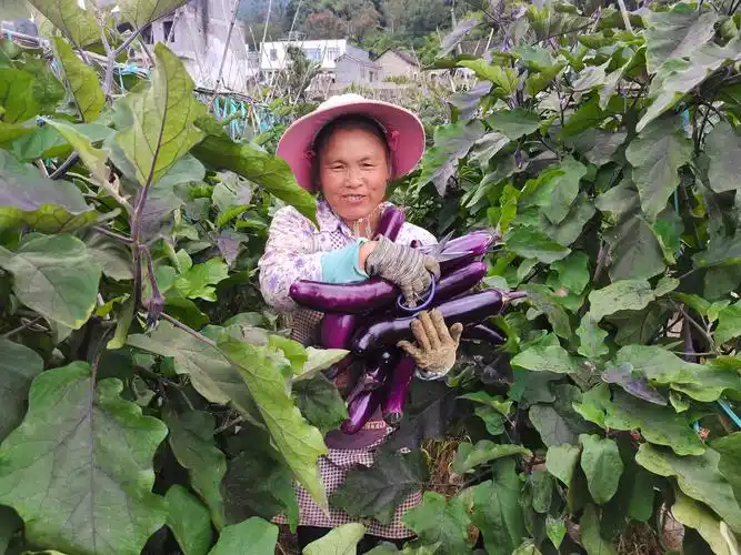 有的在地里采摘茄子,有的负责将新鲜的茄子装上货车,一派繁忙的景象.