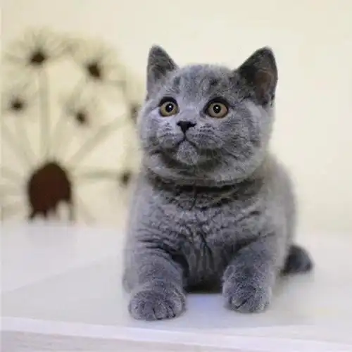 【英短蓝猫品种大全】英短蓝猫排名|英短蓝猫种类|英短蓝猫颜色|猫咪