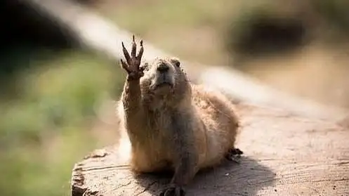 > 正文    不过听完土拨鼠的叫声,你可能会对这种呆萌小动物从此改观