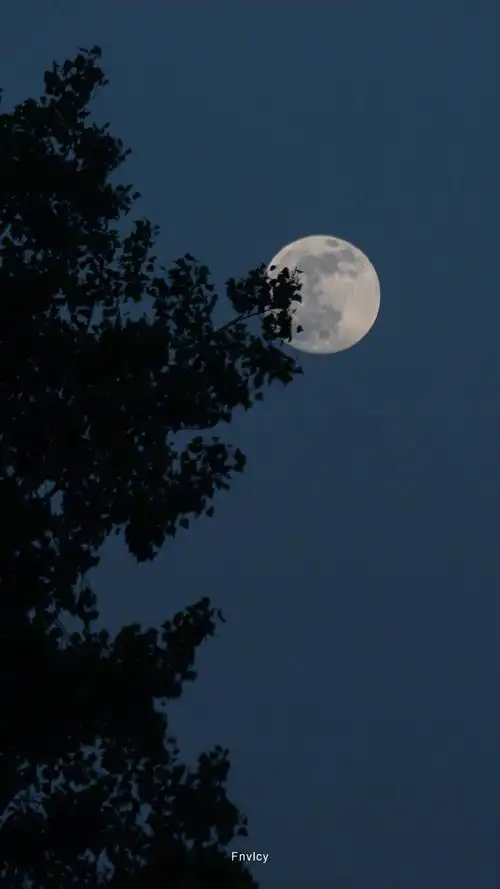 月亮@fnvlcy - 堆糖,美图壁纸兴趣社区