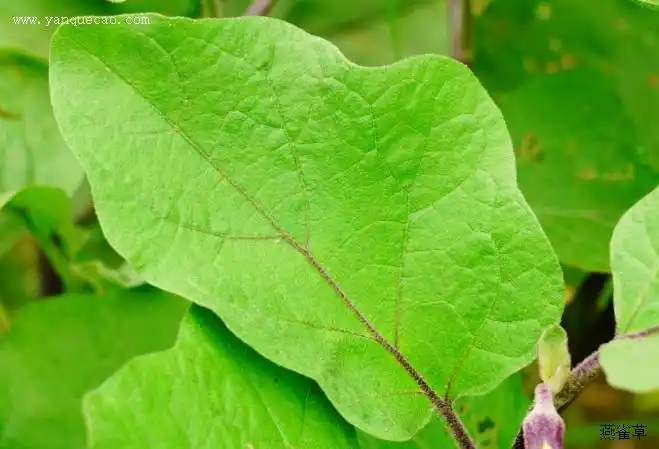 茄子的叶子