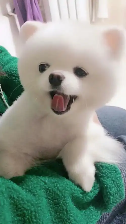 我家萌宠成精了#超级可爱的宝宝