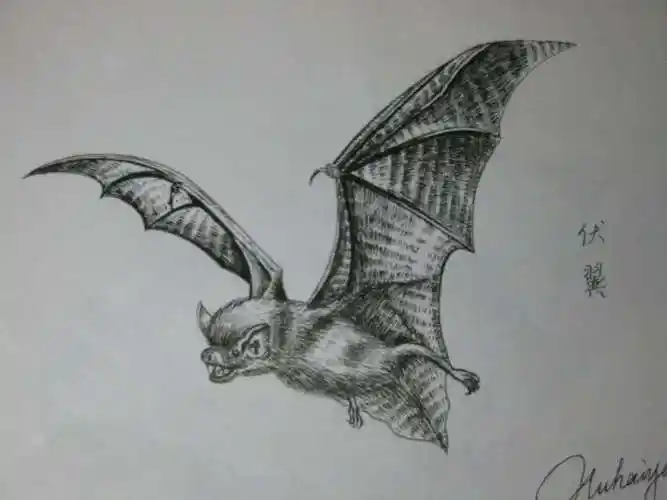 蝙蝠怎么画 倒挂蝙蝠怎么画