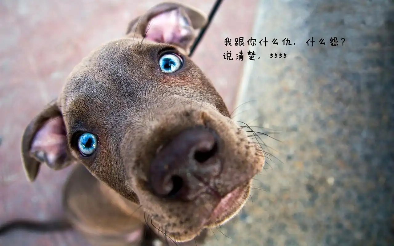 可爱萌宠语录什么仇什么怨系列搞笑图片桌面壁纸高清下载