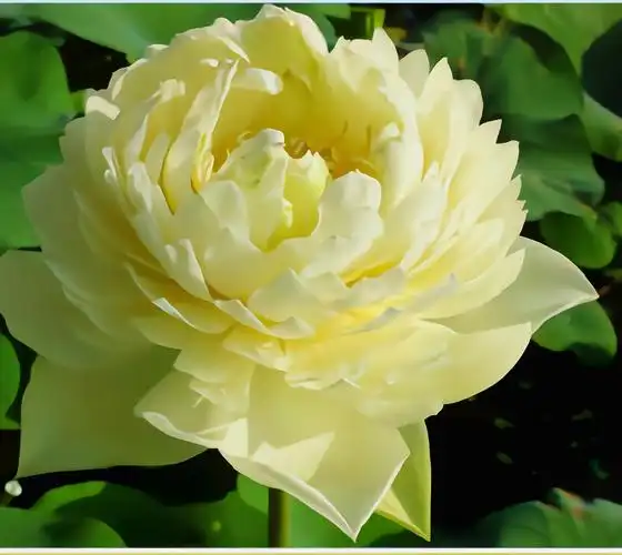 千瓣莲荷花是一种稀有的观赏植物