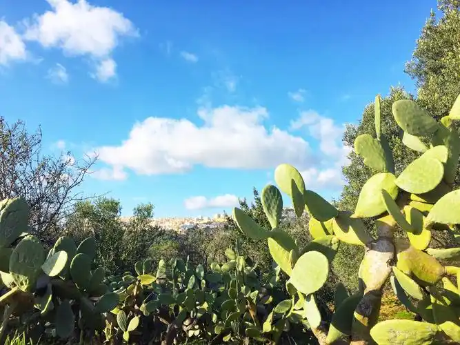 地中海气候使这里的仙人掌生长茂盛