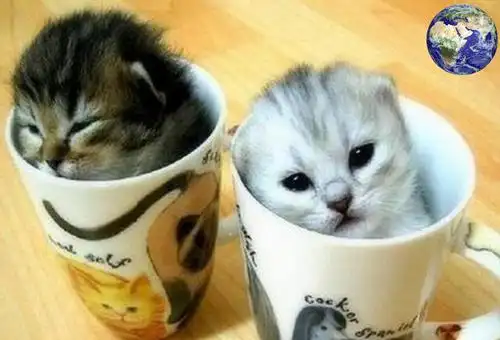 世界上最小的猫咪, 一只手掌能托住三只, 茶杯就能当窝睡