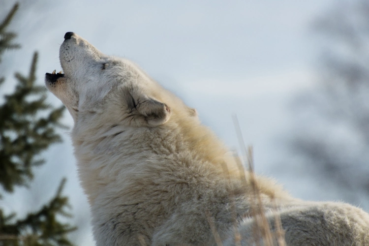 北美白狼——世界上唯一一种纯白色的狼,人称梦幻之狼