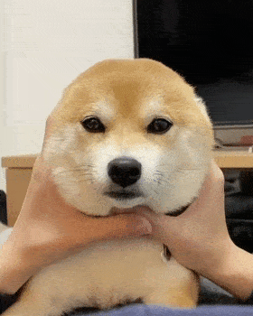 原来没耳朵的柴柴这么圆润啊!_狗头