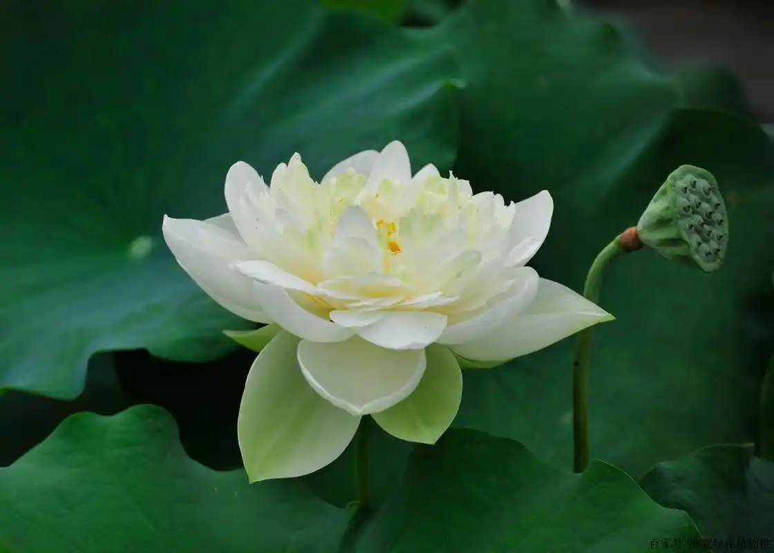 超高清水生植物荷花图片,白莲品种名称及图片大全,护眼桌面壁纸