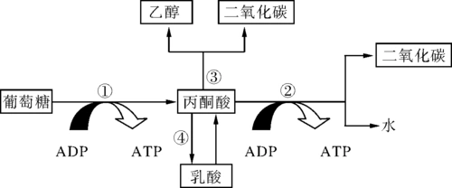 1,为探究酵母菌的细胞呼吸,将酵母菌破碎并进行差速离心处理,得到细胞