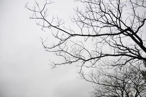 冬天阴天-z ting.