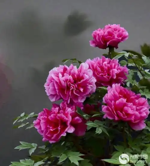 头像大全_哪种牡丹花做微信头像好看__正文