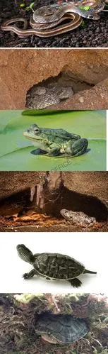 蛇,青蛙,乌龟