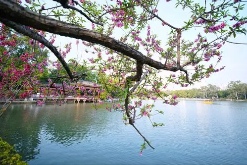 西湖桃花朵朵开