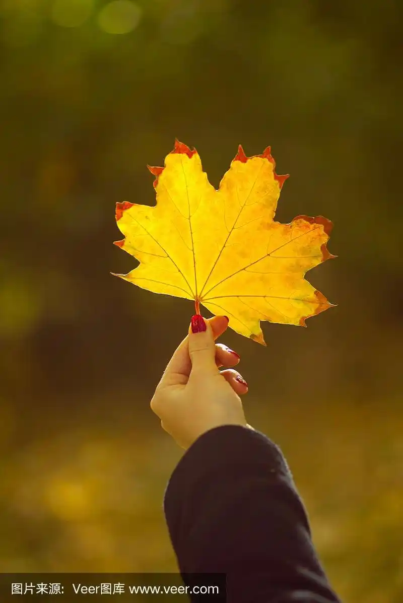 在秋天的公园里,拿着枫叶的女孩