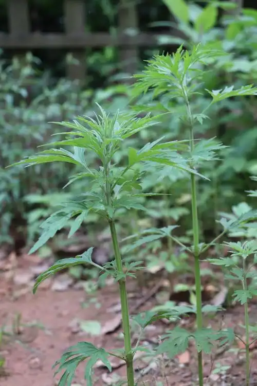 益母草的功效与作用(益母草的功效与作用的功能与主治)