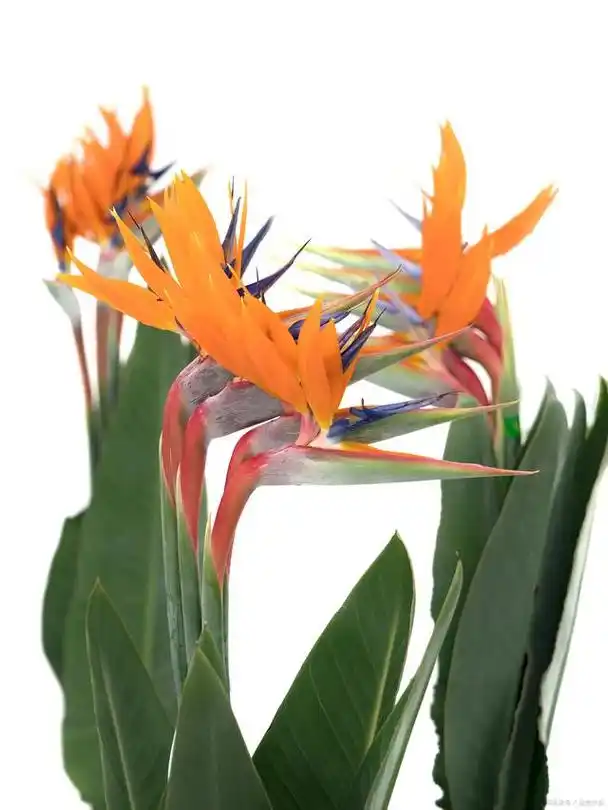 天堂鸟在室内如何养?了解天堂鸟的生长习性