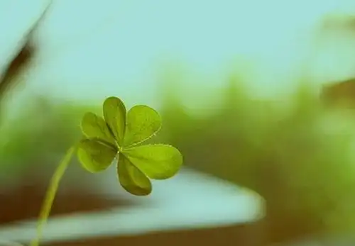 幸运的四叶草图片带给你幸运的四叶草