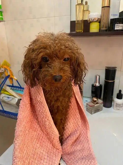 给泰迪洗澡二分头变爆炸头哈哈哈哈