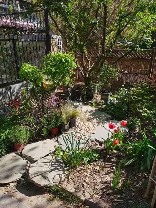 我的小花园春天来的稍微晚一些.