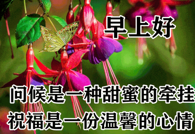 11月13日最漂亮早上好动态表情图片大全