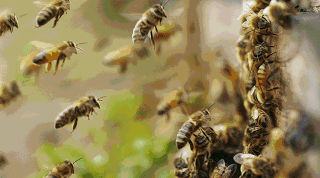 土蜂蜜与普通蜂蜜大不同,这些你都不了解还敢喝吗?