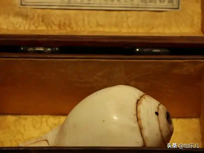 肉莲法器(肉莲法器的图片)-第23张图片