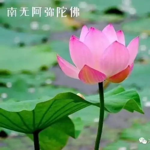 2020-02-11莲花红(佛红)