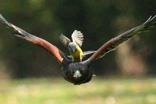 老鹰的天敌是什么