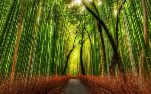 绿色护眼竹小清新高清桌面壁纸