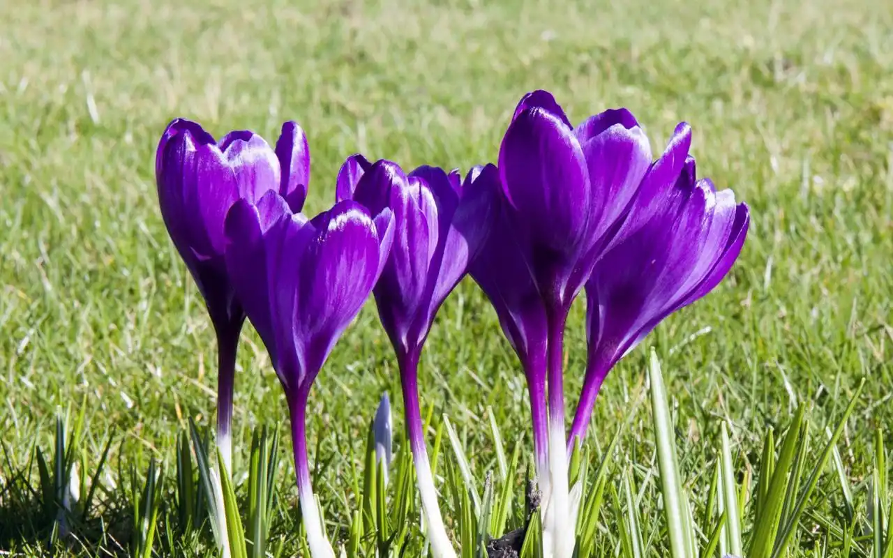 紫色番红花唯美小清新高清桌面壁纸