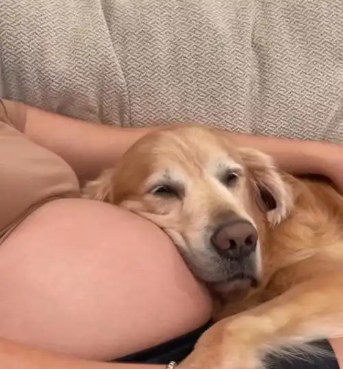 由于大金毛在铲屎官怀孕期间,经常枕着铲屎官的孕肚睡觉.