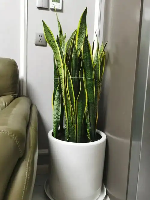 金边虎皮兰也太好养了吧