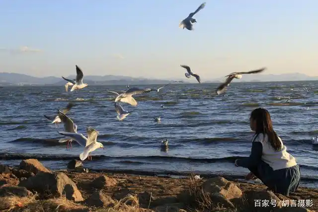夕阳下滇池旁喂海鸥的小姑娘
