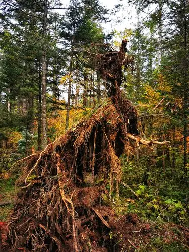 走进地下森林,感受原始生态