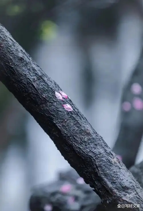 看一场落花做一个诗意缤纷的人