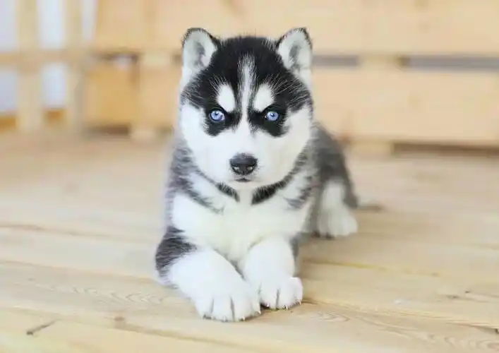 广东哪里有卖哈士奇哈士奇多少钱上海哈士奇多少钱纯种