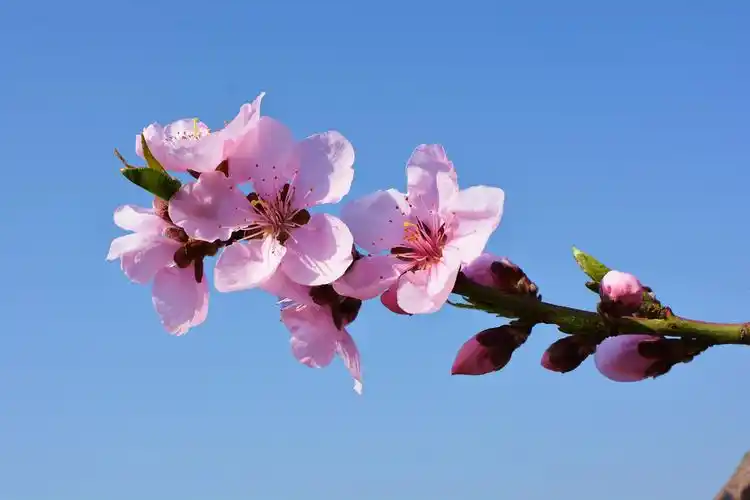 甘肃秦安桃花倾城开人间少有的美景