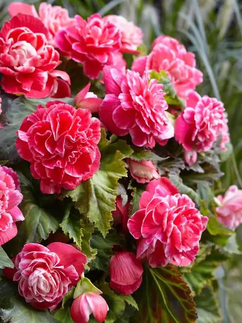 tuberhybrida～是海棠家族中的珍稀品种,秋海棠科秋海棠属植物,花大而