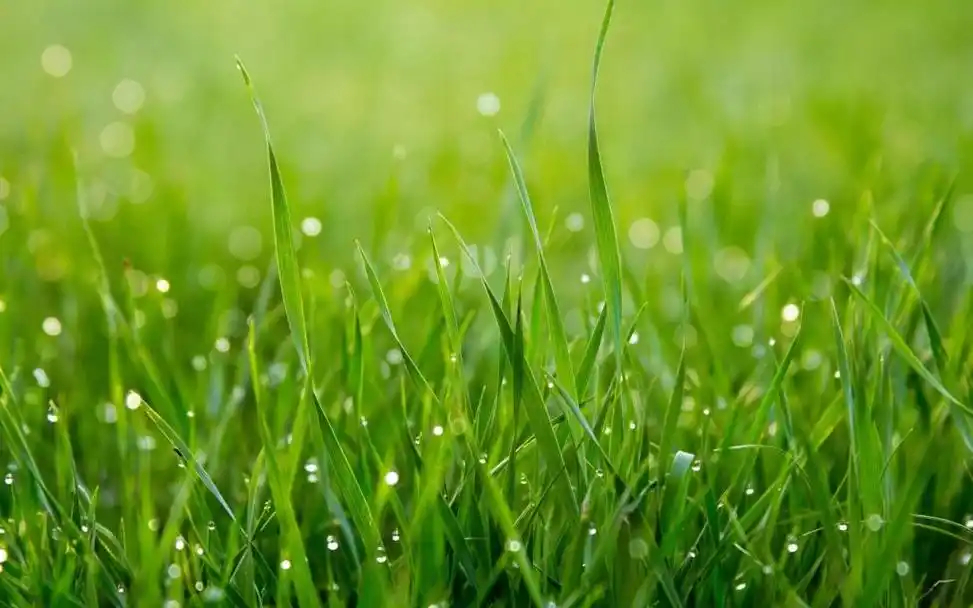 小清新养眼绿色护眼小草风光意境写真