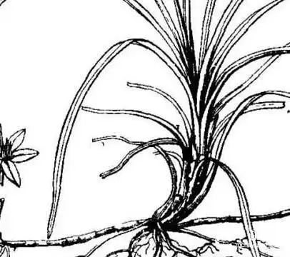 药用麦冬简笔画