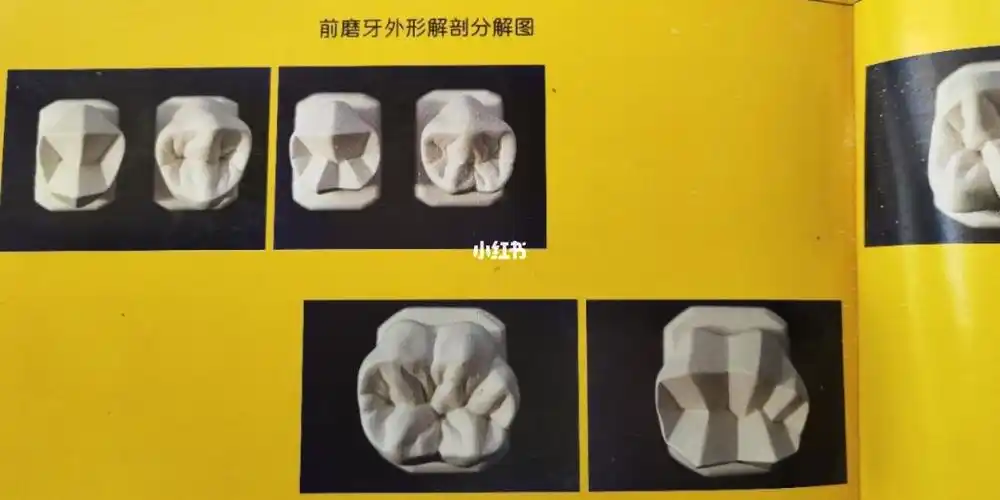 其实还挺可爱的~做临时牙的时候 感觉变成了一个雕刻师牙医真的很全能