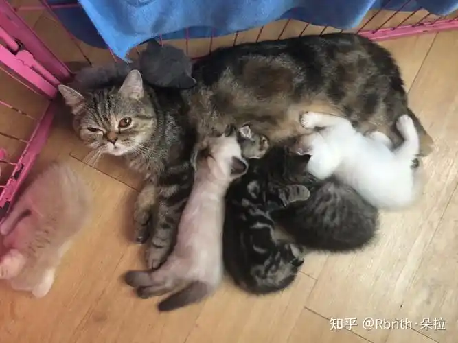 想问一下 蓝猫和虎斑配出来是什么样子的? - 知乎