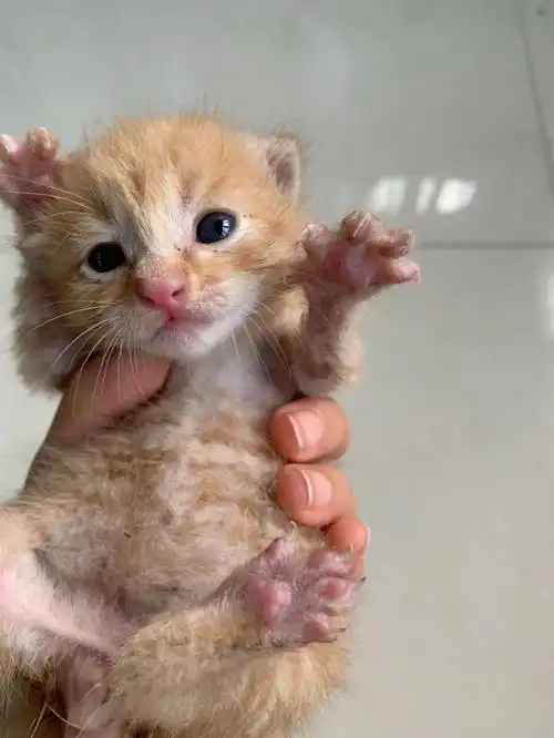 捡到小奶猫怎么养