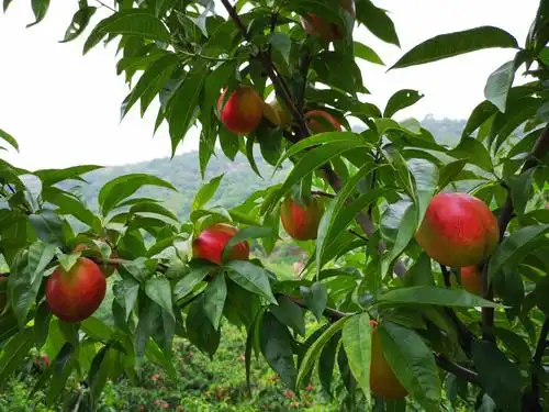 水泉村九莲山蟠桃园采摘开始啦!!! - 美篇