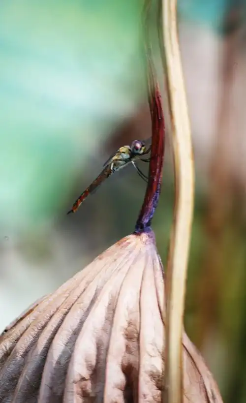 绿蜻蜓戚伟雄摄于广东佛山亚艺公园