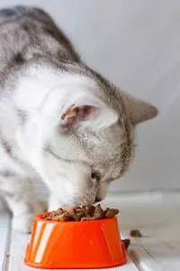 一只灰色的猫从橙色的猫碗里吃的食物照片