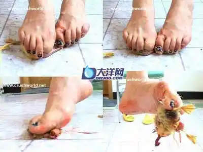 女子光脚踩死幼鸭网上流传