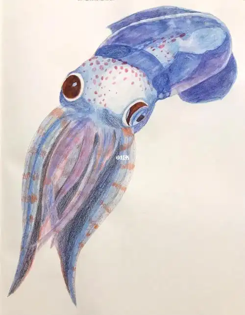 插画  #原创  #手绘  #绘本 #画画 #海洋 #生物 #水彩 #彩铅 #墨鱼